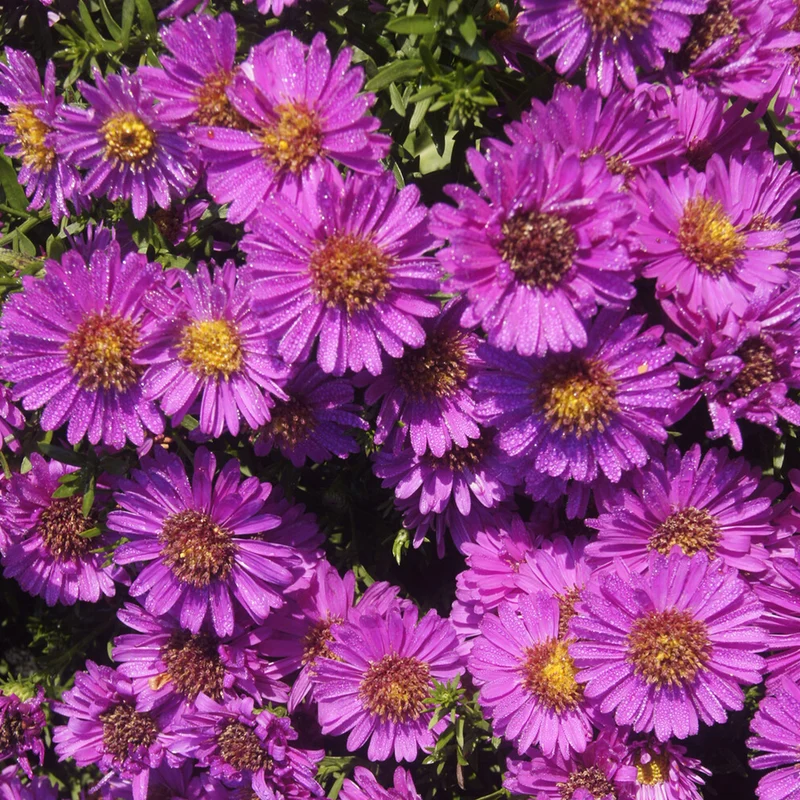 Kissenastern ‘Starlight’