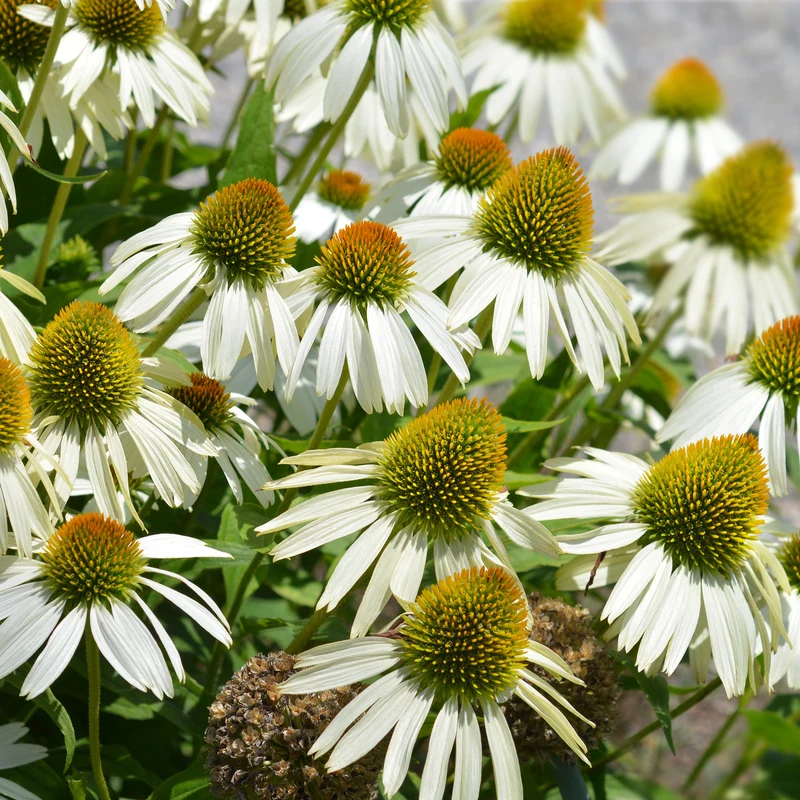 Purpursonnenhut 'Alba'