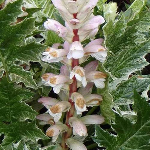 Bärenklau ‘White Water’