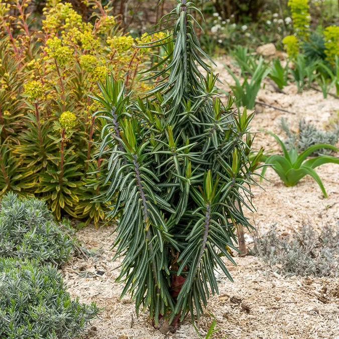 Garten-Wolfsmilch