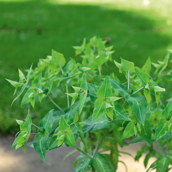 Garten-Wolfsmilch