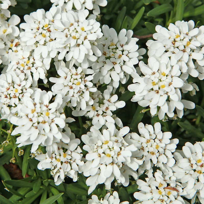 Gänsekresse