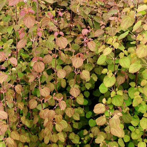Kuchenbaum Katsura