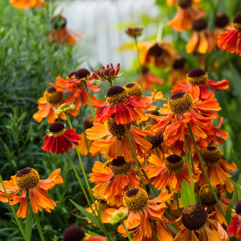 Sonnenbraut ‘Moerheim Beauty’