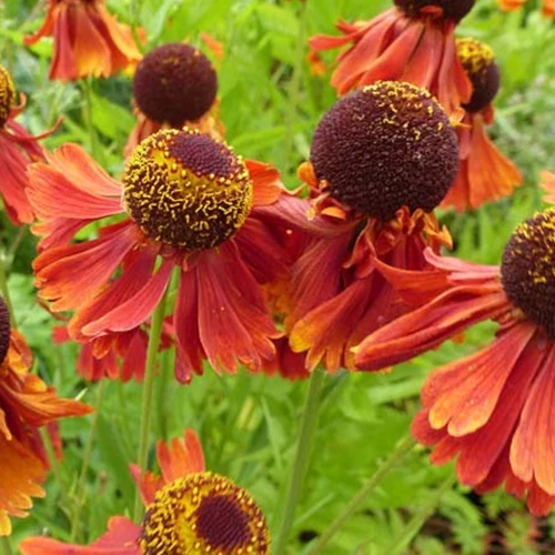 Sonnenbraut ‘Moerheim Beauty’