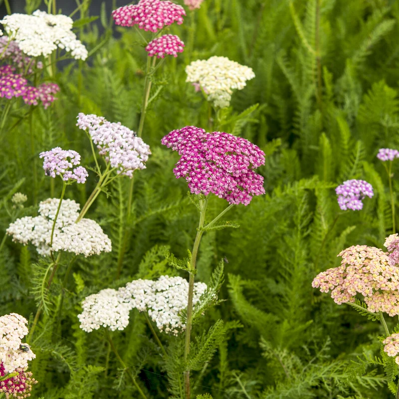 Schafgarben Summer Pastels