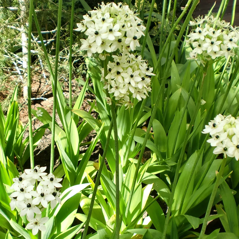 Großer Milchstern (x3)