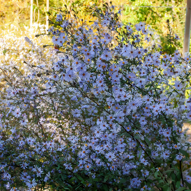 Glatte Aster 'Calliope'