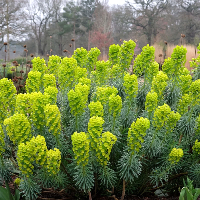 Walzen-Wolfsmilch ‘Blue Wonder’