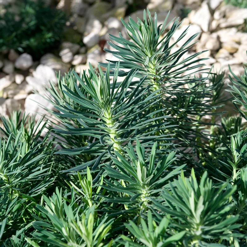 Walzen-Wolfsmilch ‘Blue Wonder’