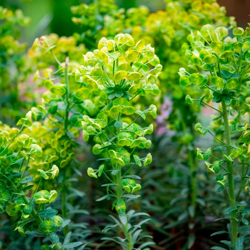 Walzen-Wolfsmilch ‘Blue Wonder’