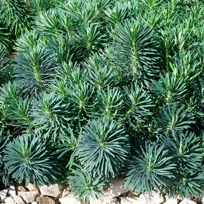 Walzen-Wolfsmilch ‘Blue Wonder’