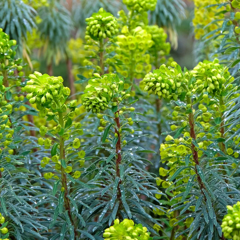 Walzen-Wolfsmilch ‘Blue Wonder’
