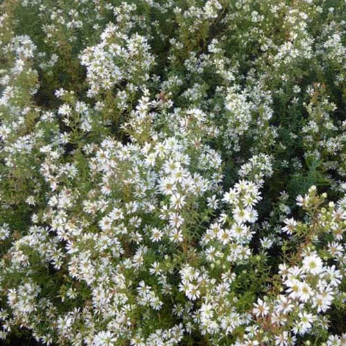 Erikoid-Aster Schneetanne (x3)
