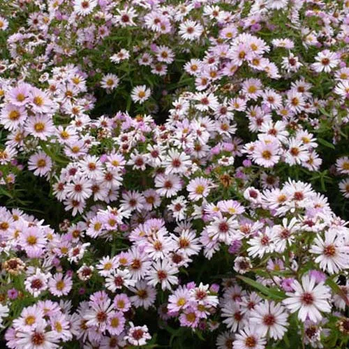 Herbstmargerite Kylie