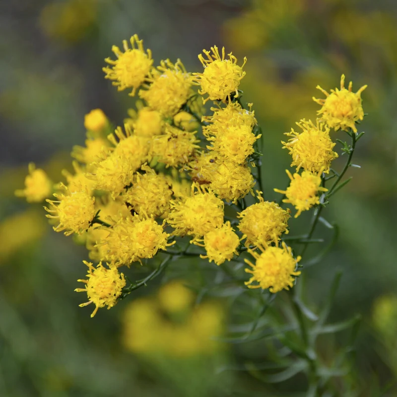 Goldhaar-Aster