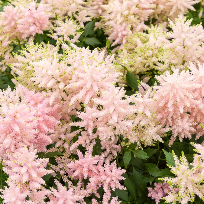 Japanische Astilbe Europa