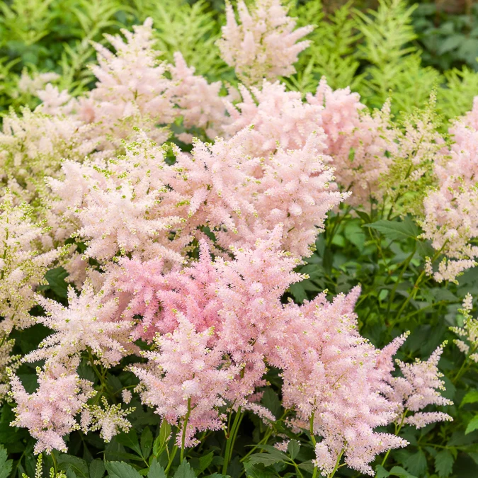 Japanische Astilbe Europa