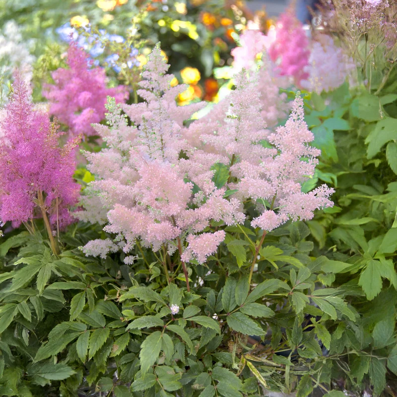 Japanische Astilbe Europa