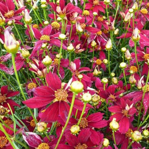 Mädchenauge Red Satin