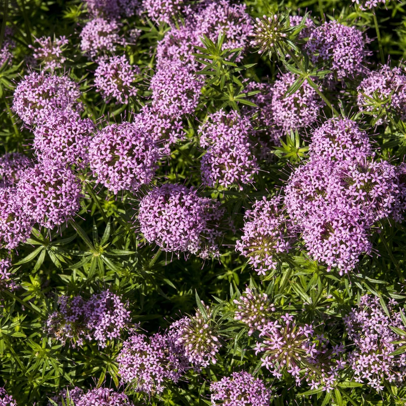 Scheinwaldmeister