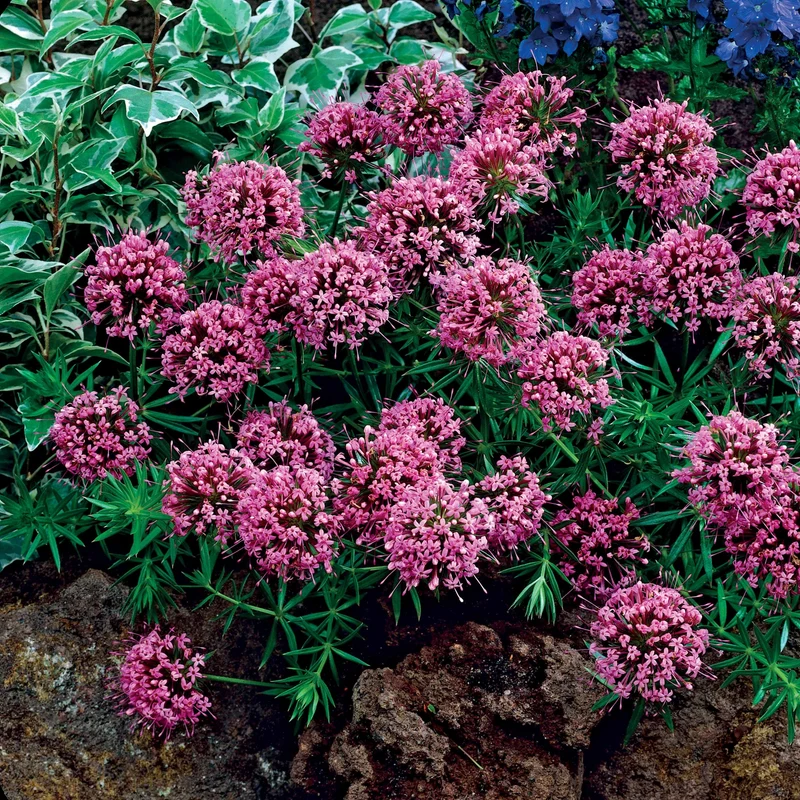Scheinwaldmeister