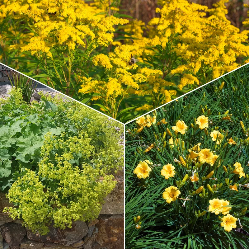 Stauden-Kollektion mit gelber Blüte (x11)