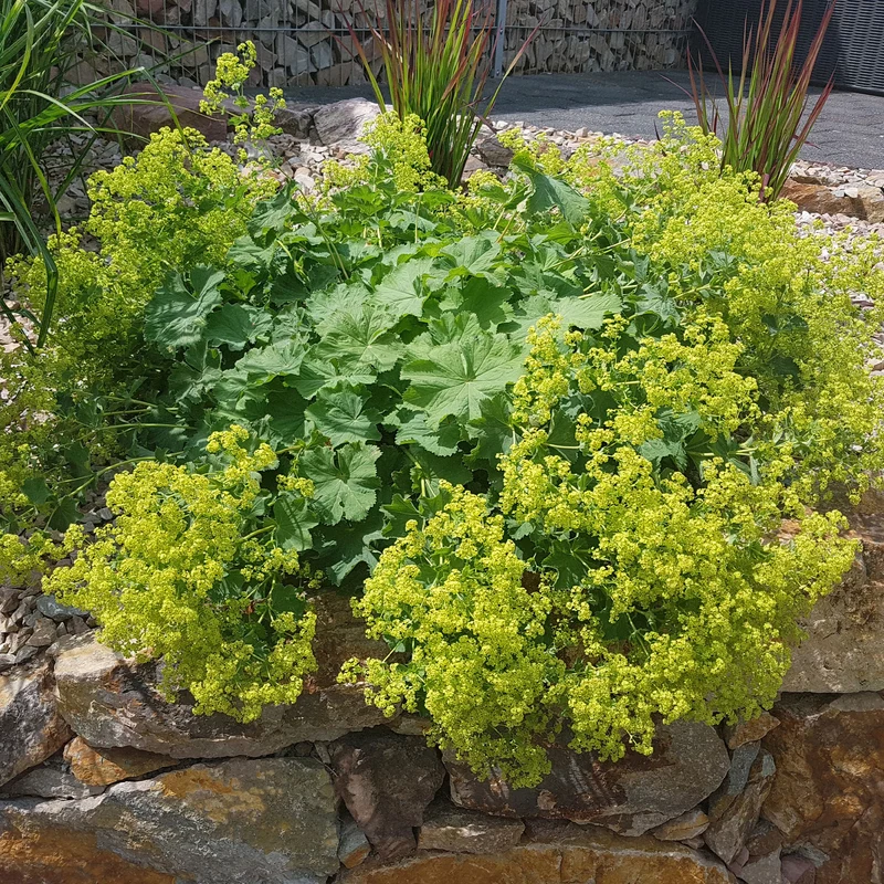 Stauden-Kollektion mit gelber Blüte (x11)
