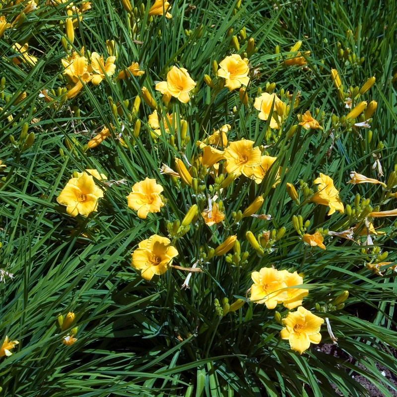 Stauden-Kollektion mit gelber Blüte (x11)