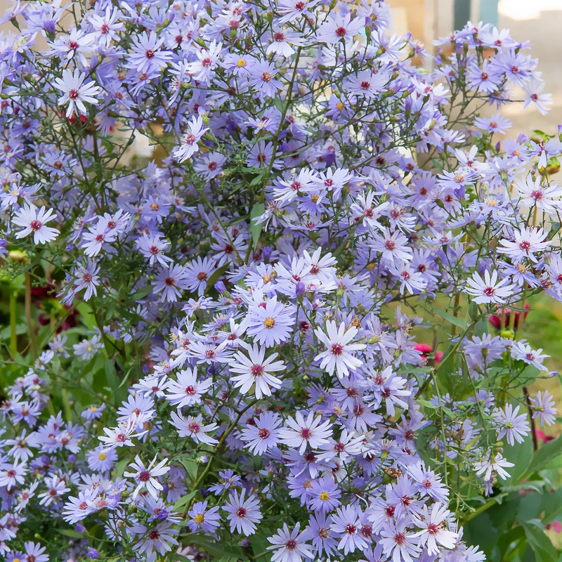 Herbst-Aster ‘Little Carlow’