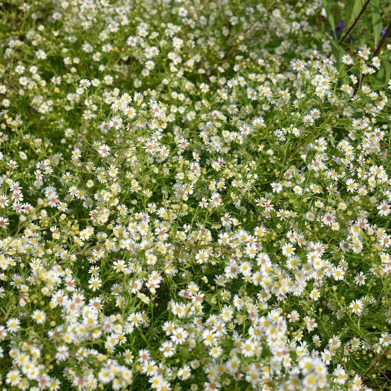Teppich-Aster 'Snow Flurry'
