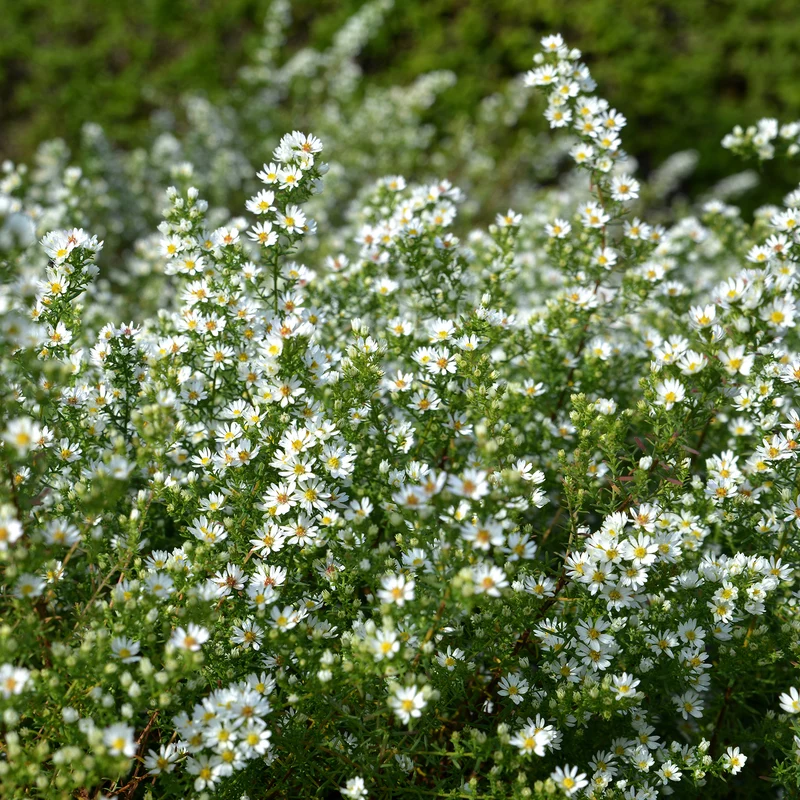 Teppich-Aster 'Snow Flurry'