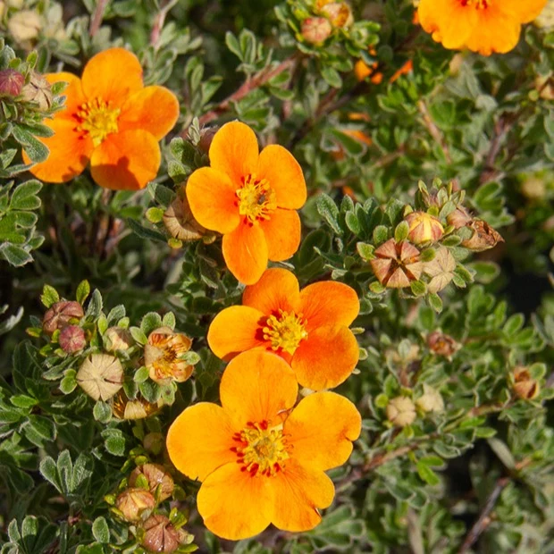 Fingerstrauch Hopleys Orange