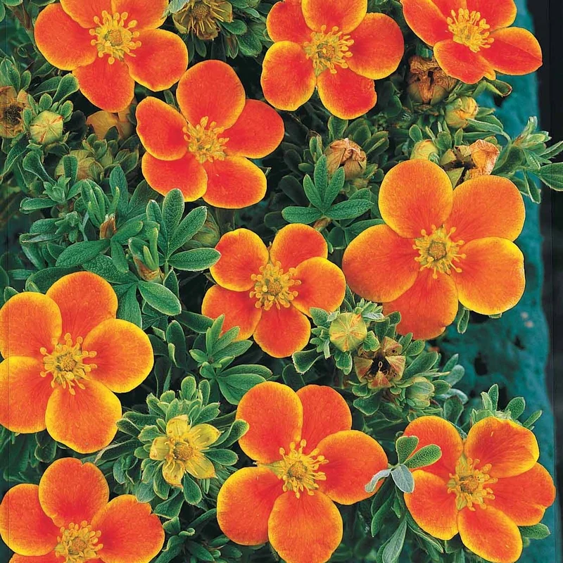 Fingerstrauch Hopleys Orange