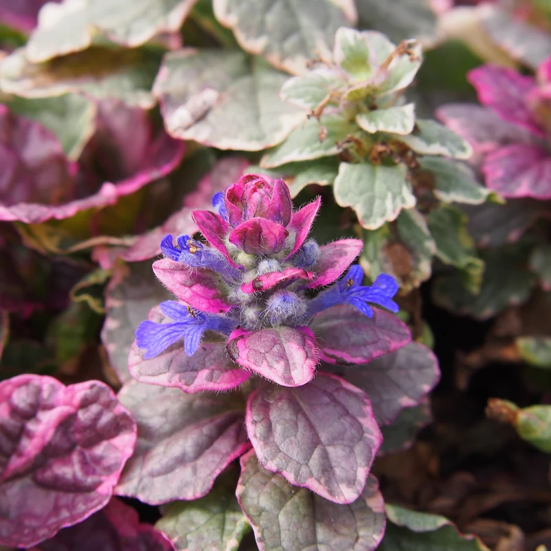 Mehrfarbiger Günsel Burgundy Glow