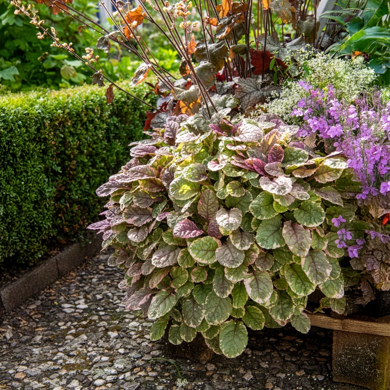 Mehrfarbiger Günsel Burgundy Glow