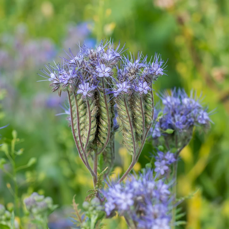 Phacelia Bio