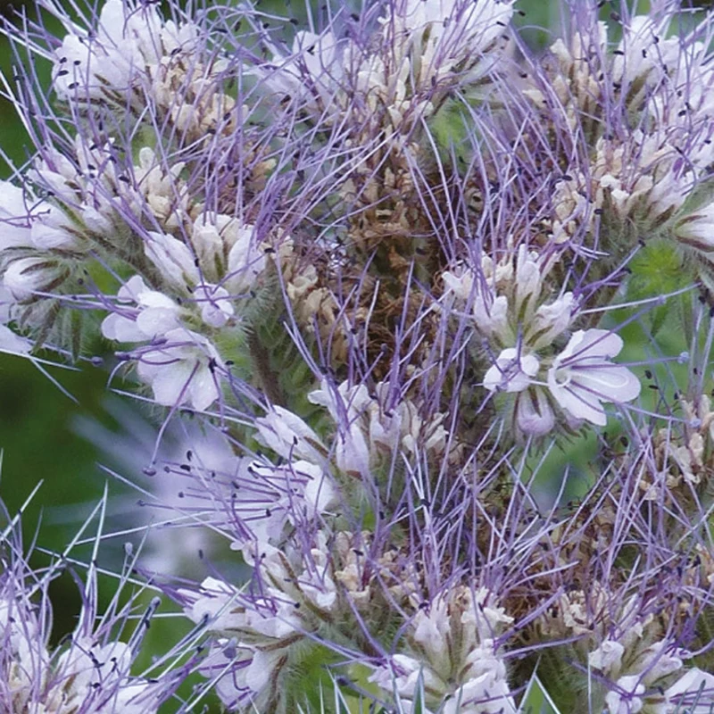 Phacelia Bio