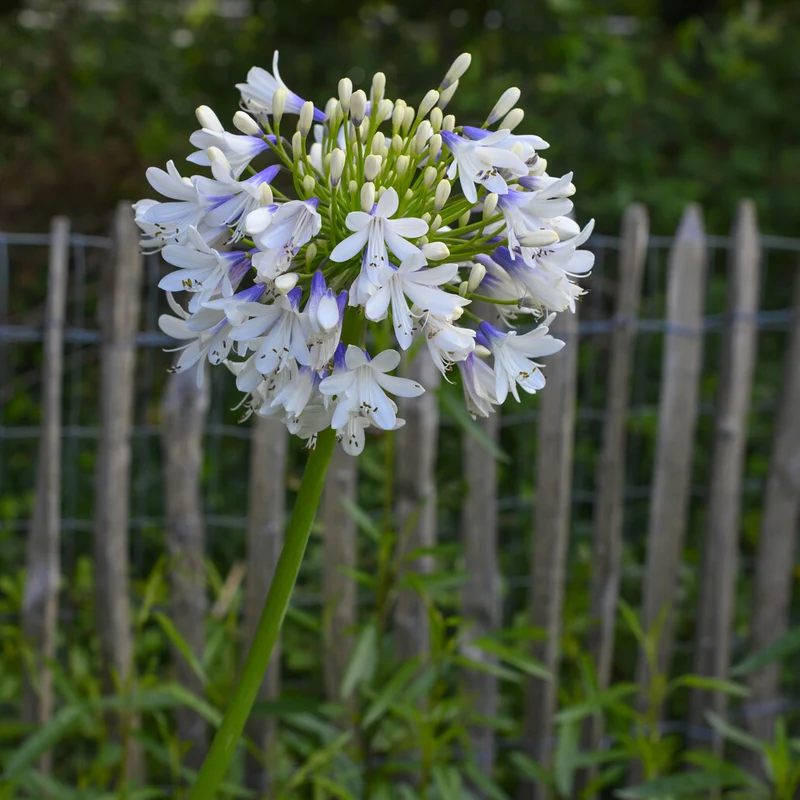 Agapanthus Enigma