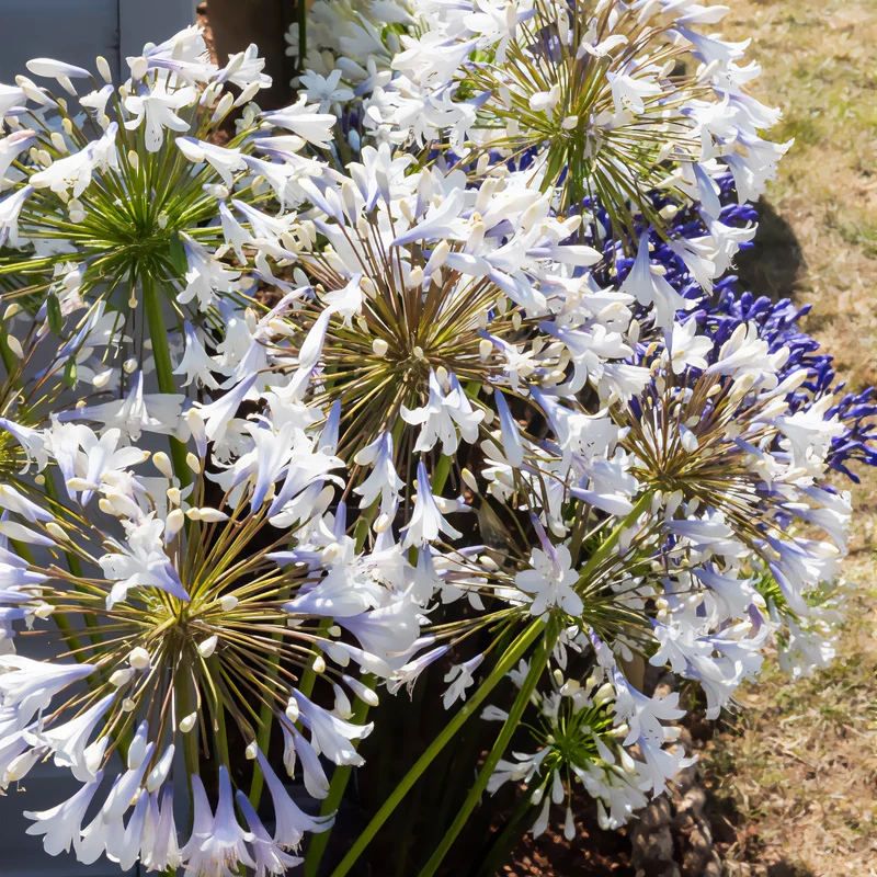 Agapanthus Enigma