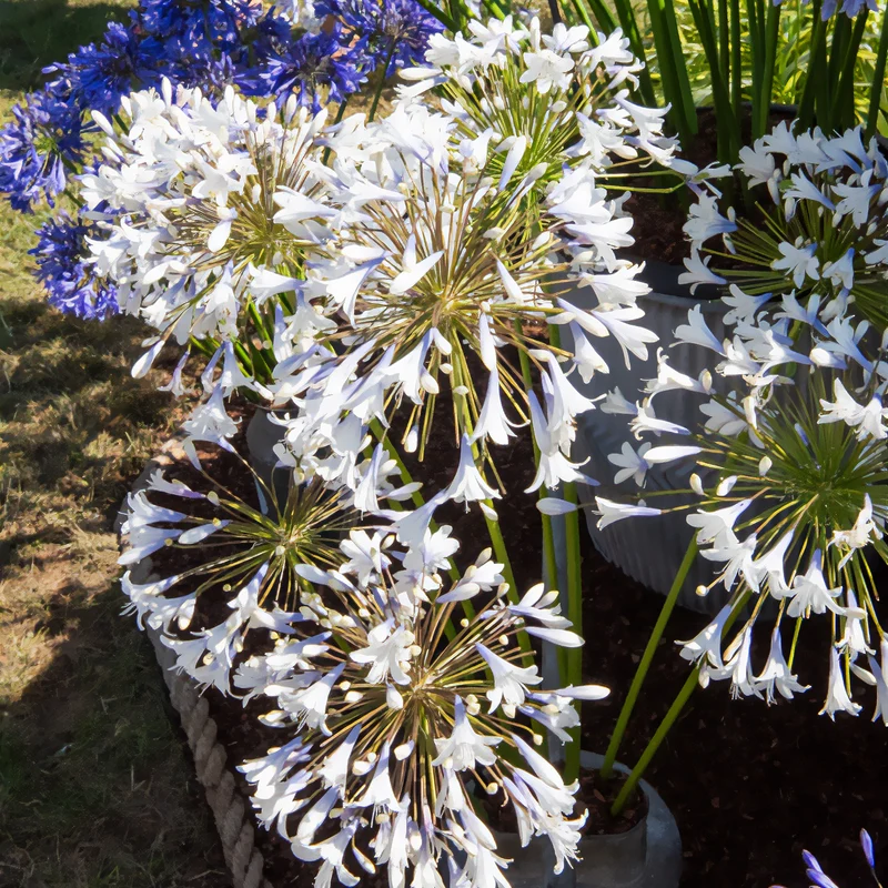 Agapanthus Enigma