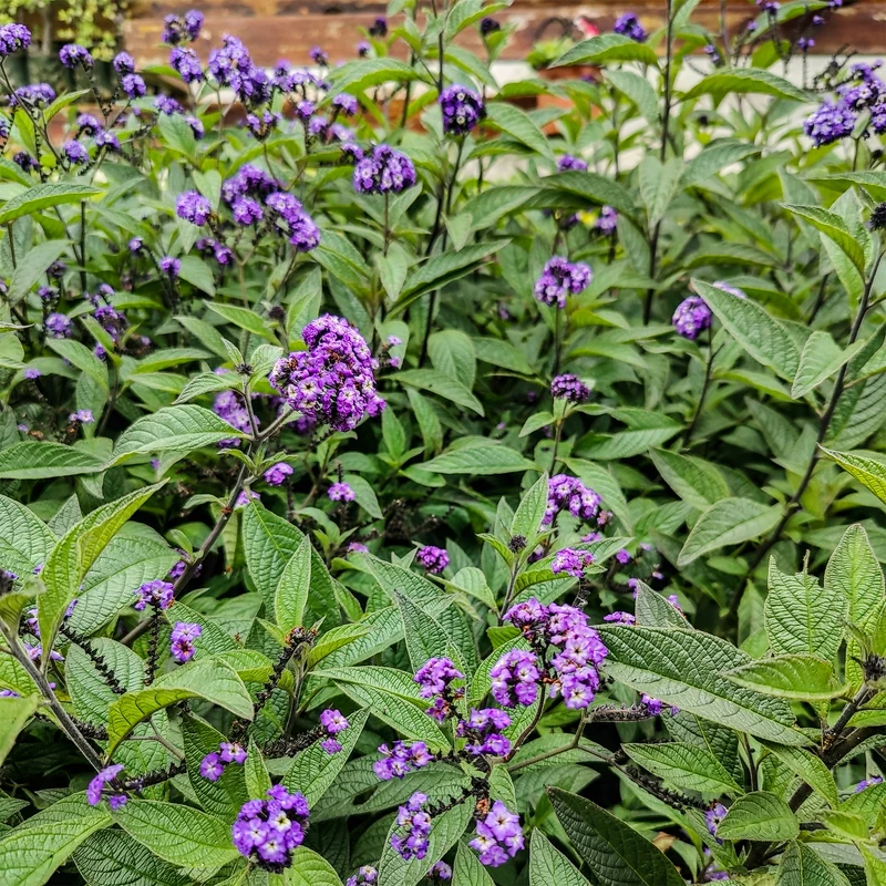 Vanilleblume (x3)