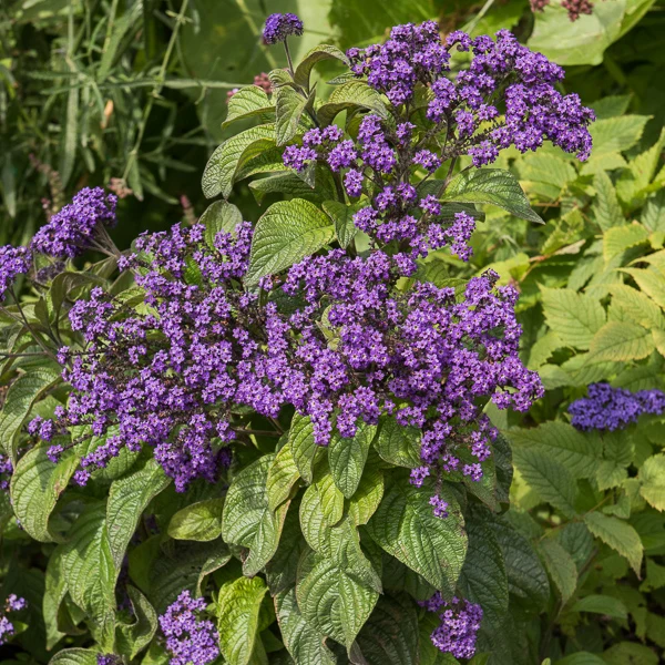 Vanilleblume (x3)