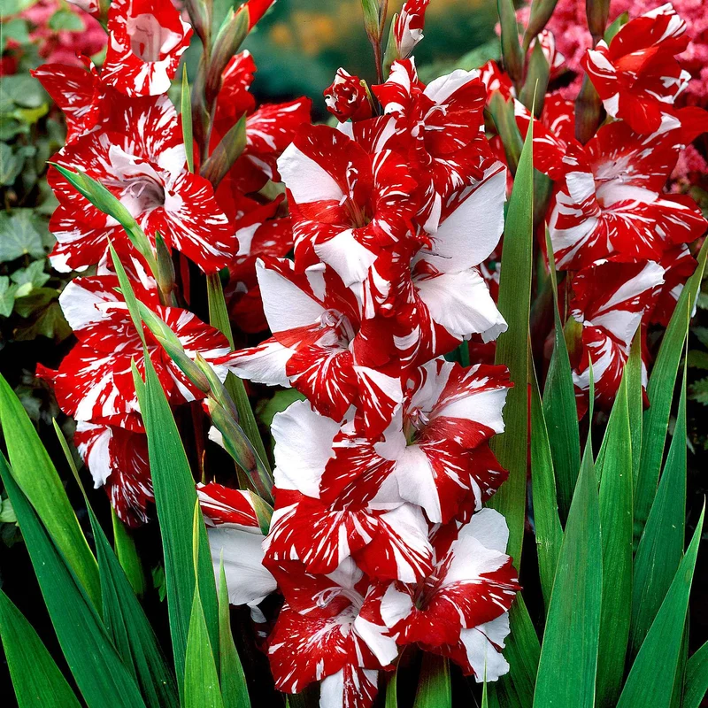 Großblütige Gladiole 'Zizanie' (x25)