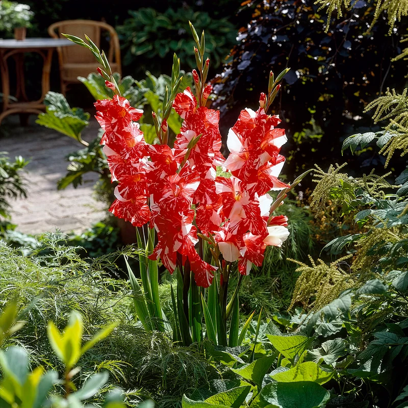 Großblütige Gladiole 'Zizanie' (x25)