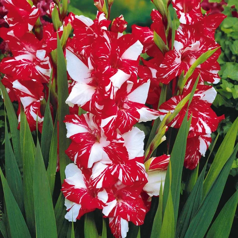 Großblütige Gladiole 'Zizanie' (x25)