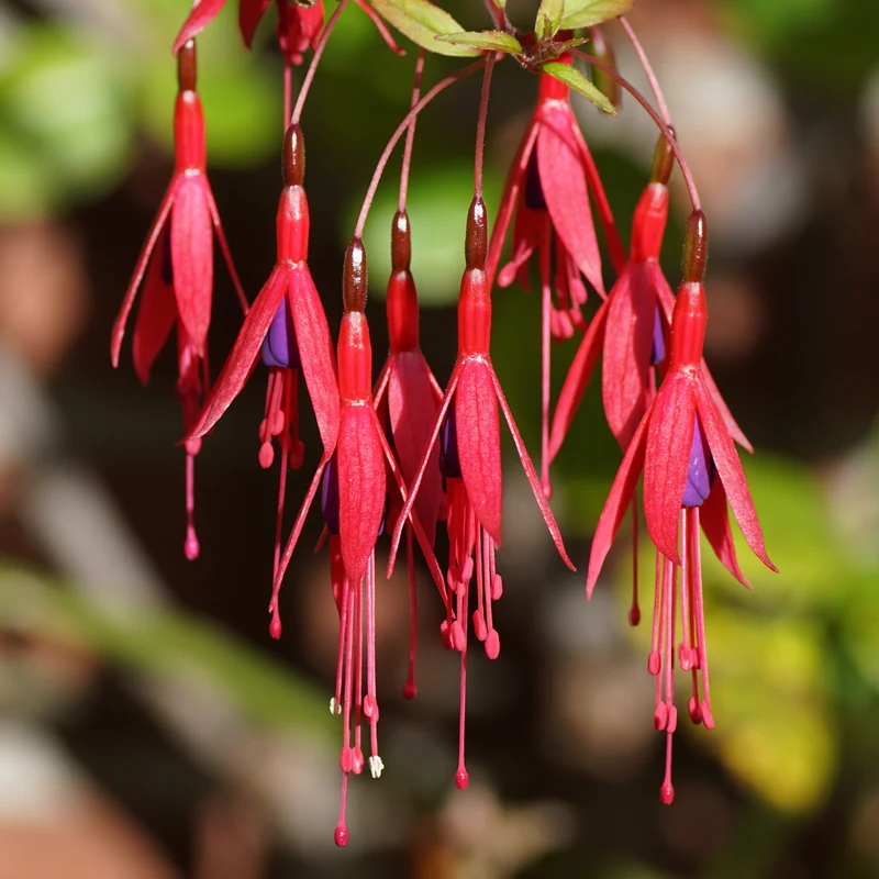 Fuchsie ‘Riccartonii’