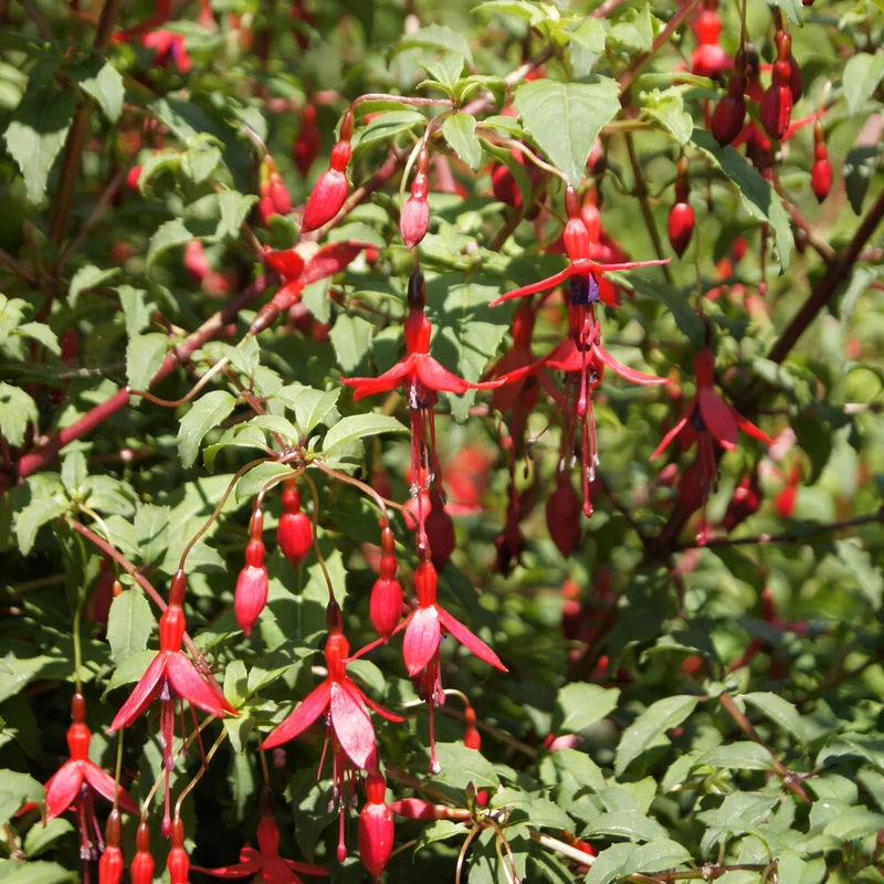 Fuchsie ‘Riccartonii’