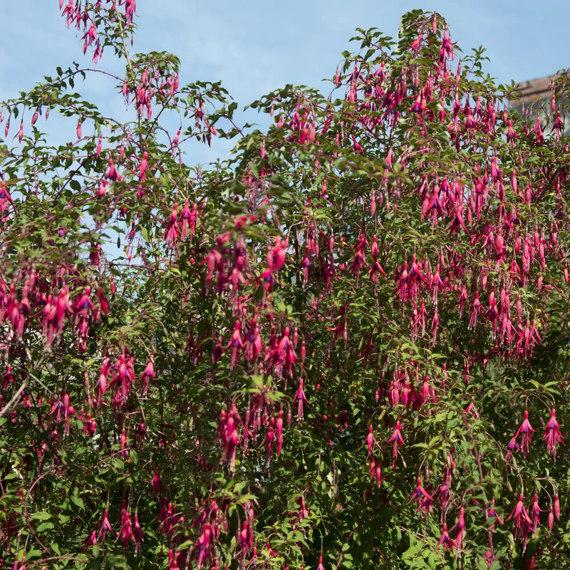 Fuchsie ‘Riccartonii’