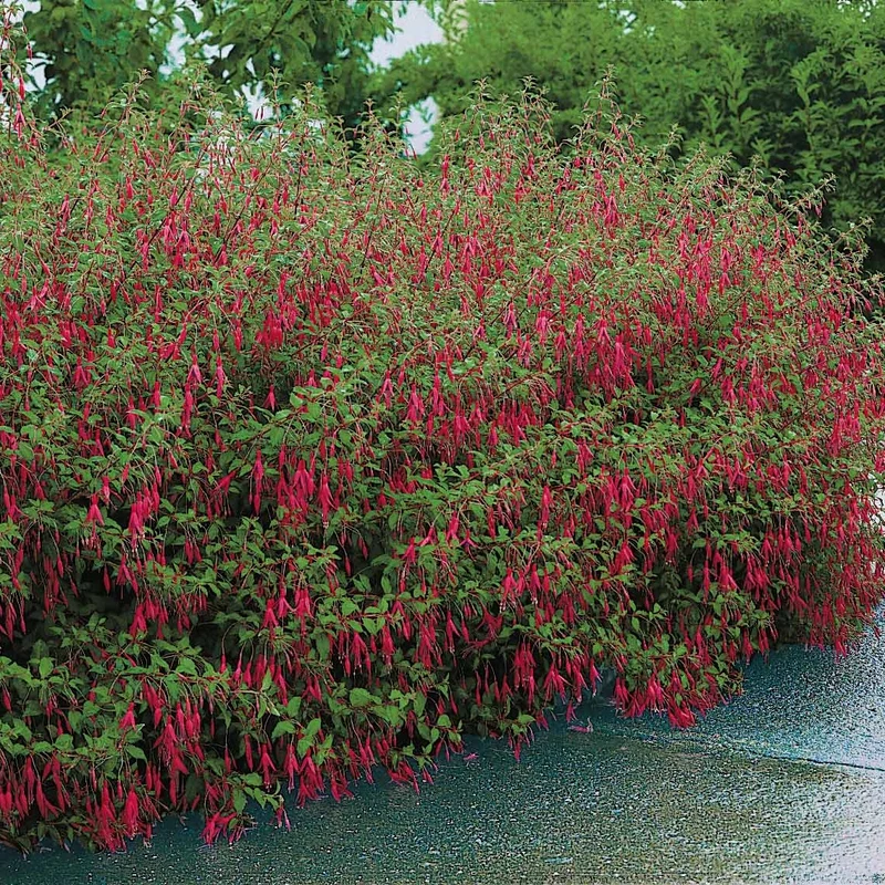 Fuchsie ‘Riccartonii’